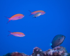 Nemanthias bicolor