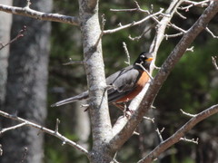 Turdus migratorius image