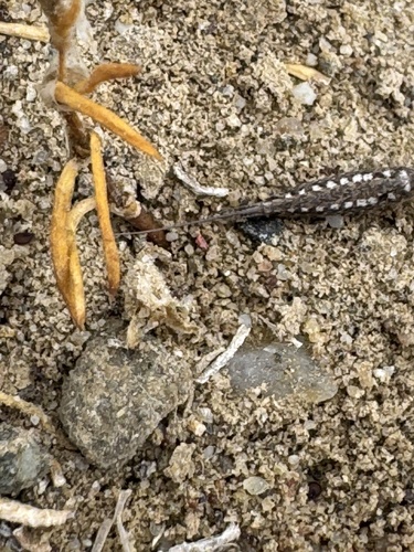 iNaturalist observation photo of Bristletails