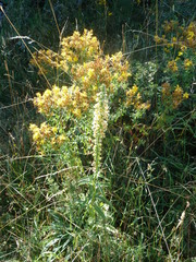 Digitalis ferruginea