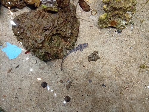 Chiloscyllium plagiosum observed 2026-07-24
