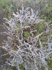 Senecio filaginoides