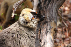 Eulemur rufifrons