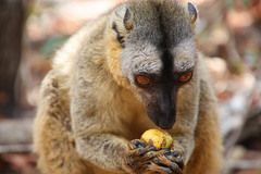 Eulemur rufifrons