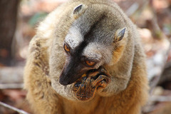 Eulemur rufifrons