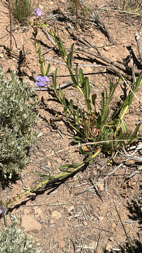 Penstemon speciosus, photograph 4