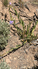 author not stated, no rights reserved Penstemon speciosus, photograph author not stated, no rights reserved