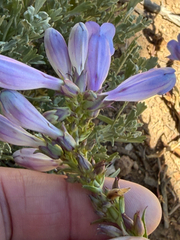 author not stated, no rights reserved Penstemon speciosus, photograph author not stated, no rights reserved