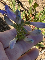 author not stated, no rights reserved Penstemon speciosus, photograph author not stated, no rights reserved