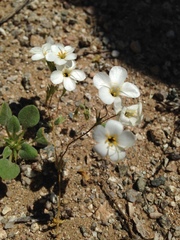 Leptosiphon chrysanthus decorus