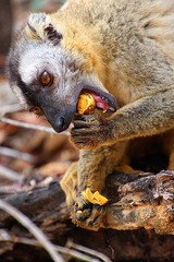 Eulemur rufifrons