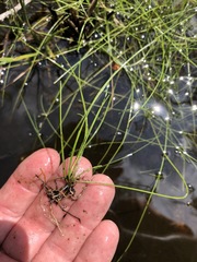 Eleocharis baldwinii