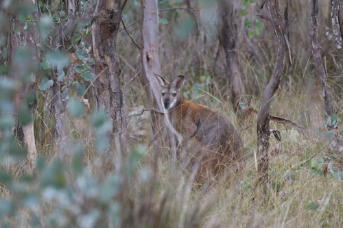 Red-necked Wallaby