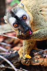 Eulemur rufifrons