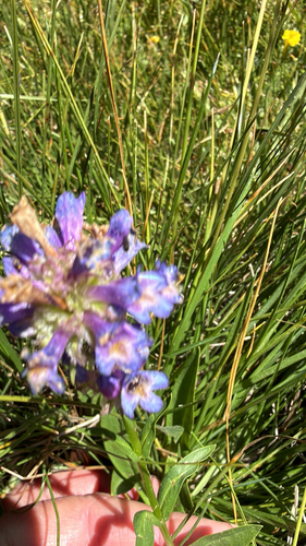 Penstemon rydbergii, photograph 2