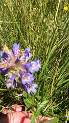 author not stated, no rights reserved Penstemon rydbergii, photograph author not stated, no rights reserved