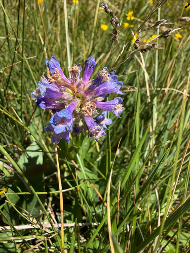 Penstemon rydbergii, photograph 3