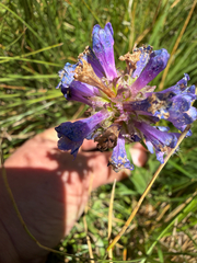 Penstemon rydbergii