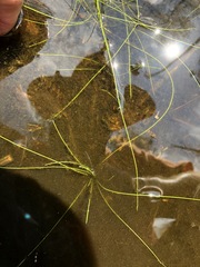 Eleocharis baldwinii