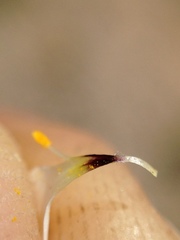 Leptosiphon chrysanthus decorus