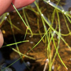 Eleocharis baldwinii