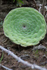 Aeonium tabuliforme