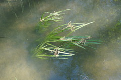 Sparganium erectum