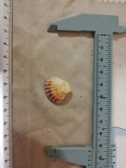 Cardites crassicostatus