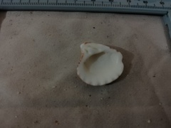 Cardites crassicostatus