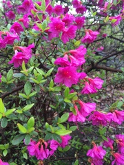 Rhododendron simsii