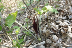 Arum elongatum
