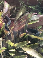 Coluber constrictor