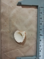 Cardites crassicostatus