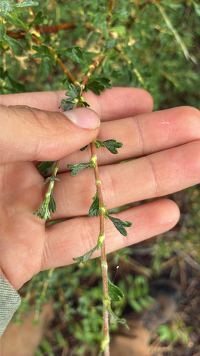 iNaturalist observation photo of Antelope Bitterbrush