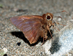 Hasora anura