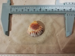 Cardites crassicostatus