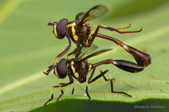 Salpingogaster
