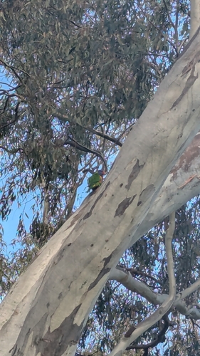 Rainbow Lorikeet