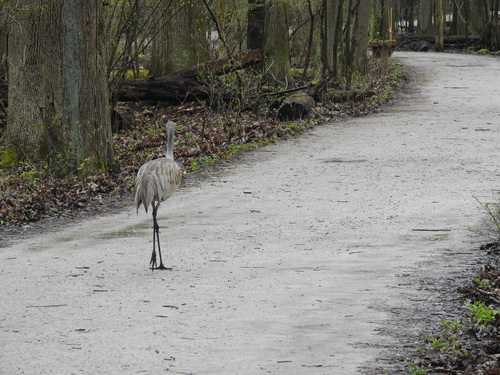 Sandhill Crane photographed in Ohio