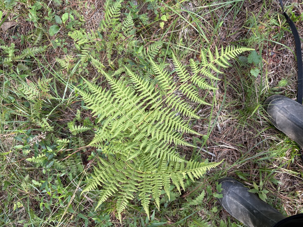 Macrothelypteris torresiana; photograph author not stated, no rights reserved