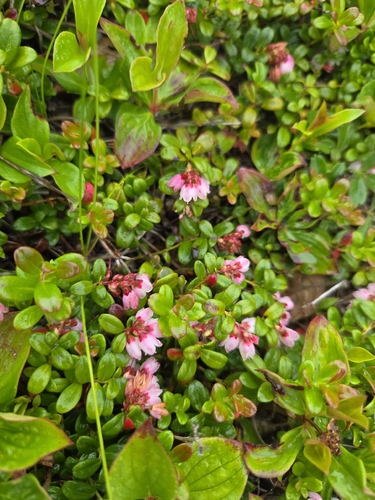 Lingonberry