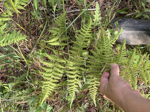 Macrothelypteris torresiana, photograph 2