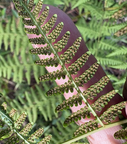 Macrothelypteris torresiana, photograph 3