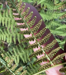 author not stated, no rights reserved Macrothelypteris torresiana, photograph author not stated, no rights reserved