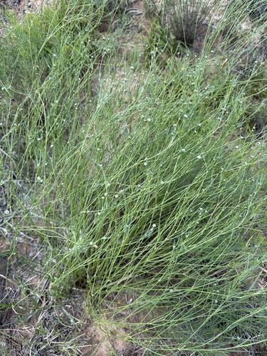 Spiny Chloracantha