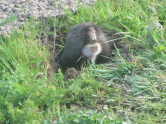 Thomomys bulbivorus
