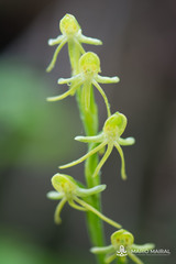 Habenaria tridactylites