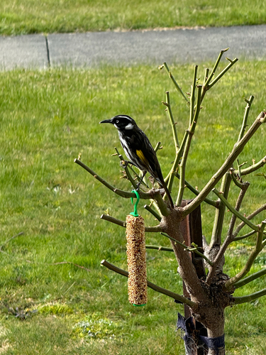 New Holland Honeyeater