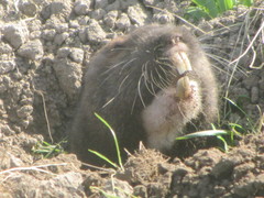 Thomomys bulbivorus