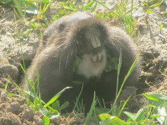 Thomomys bulbivorus